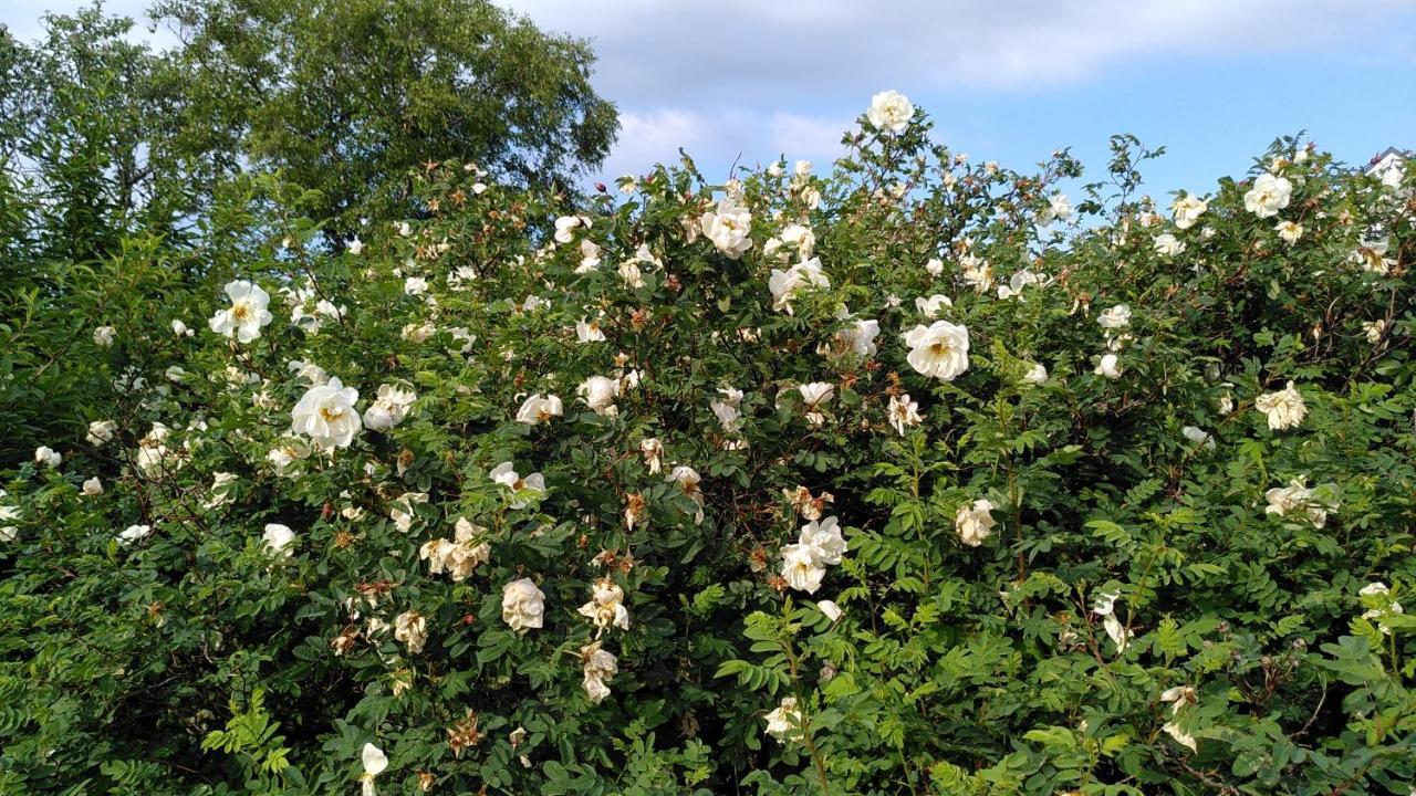Lilla Mysstuga I Havsnaera 瓦尔贝里 外观 照片